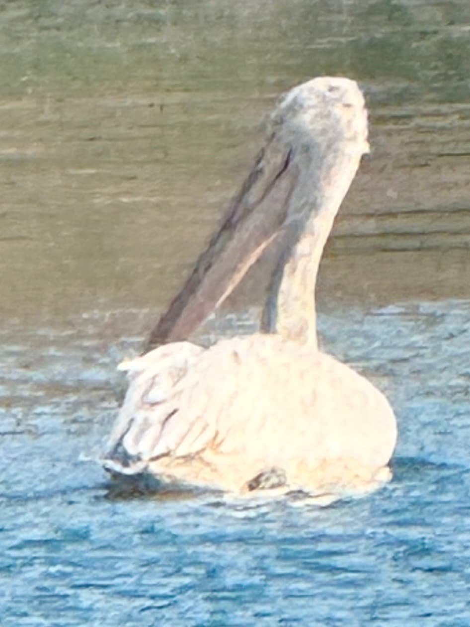 Dalmatian Pelican on Lake Skadar