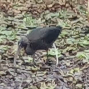 Glossy Ibis
