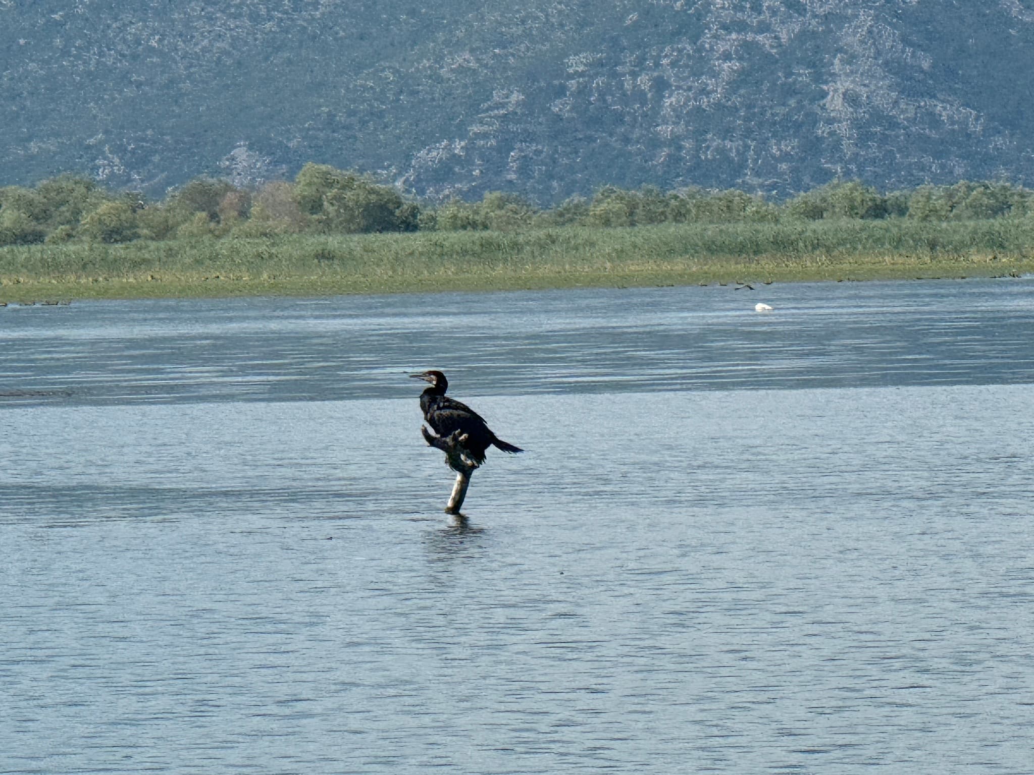 Great Cormorant on Lake Skadar
