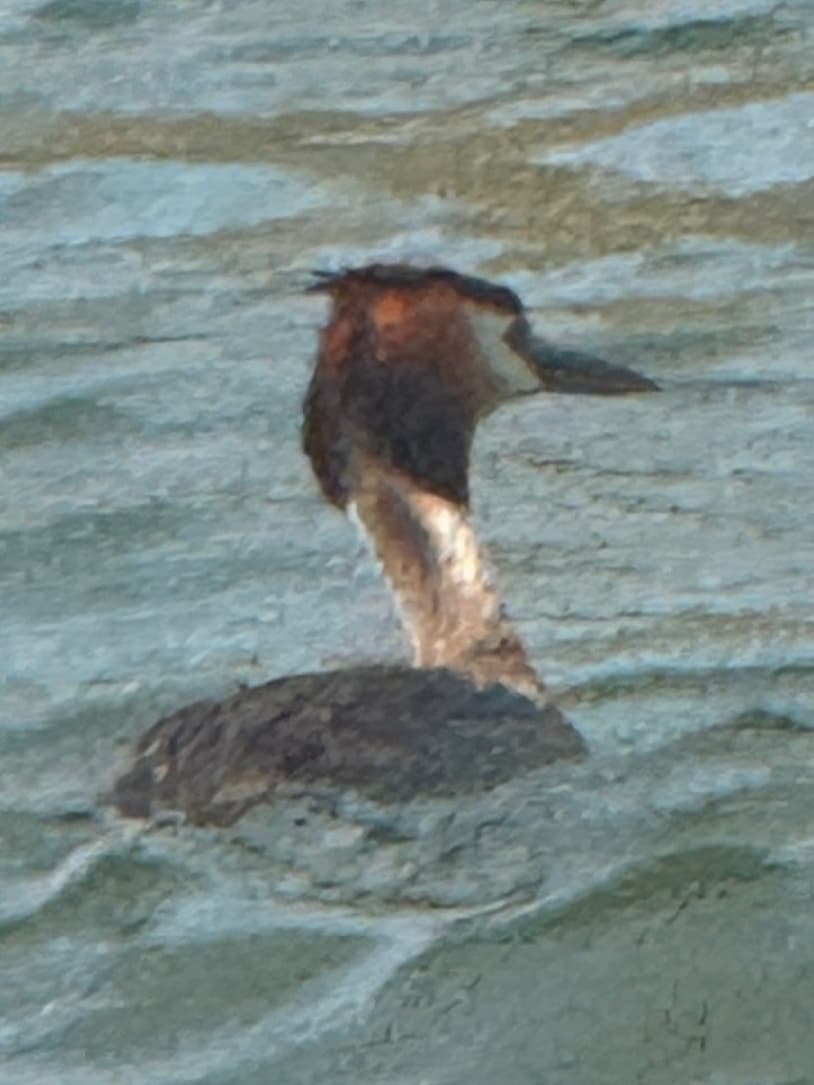 Great Crested Grebe