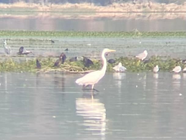 Great Egret on Lake Skadar