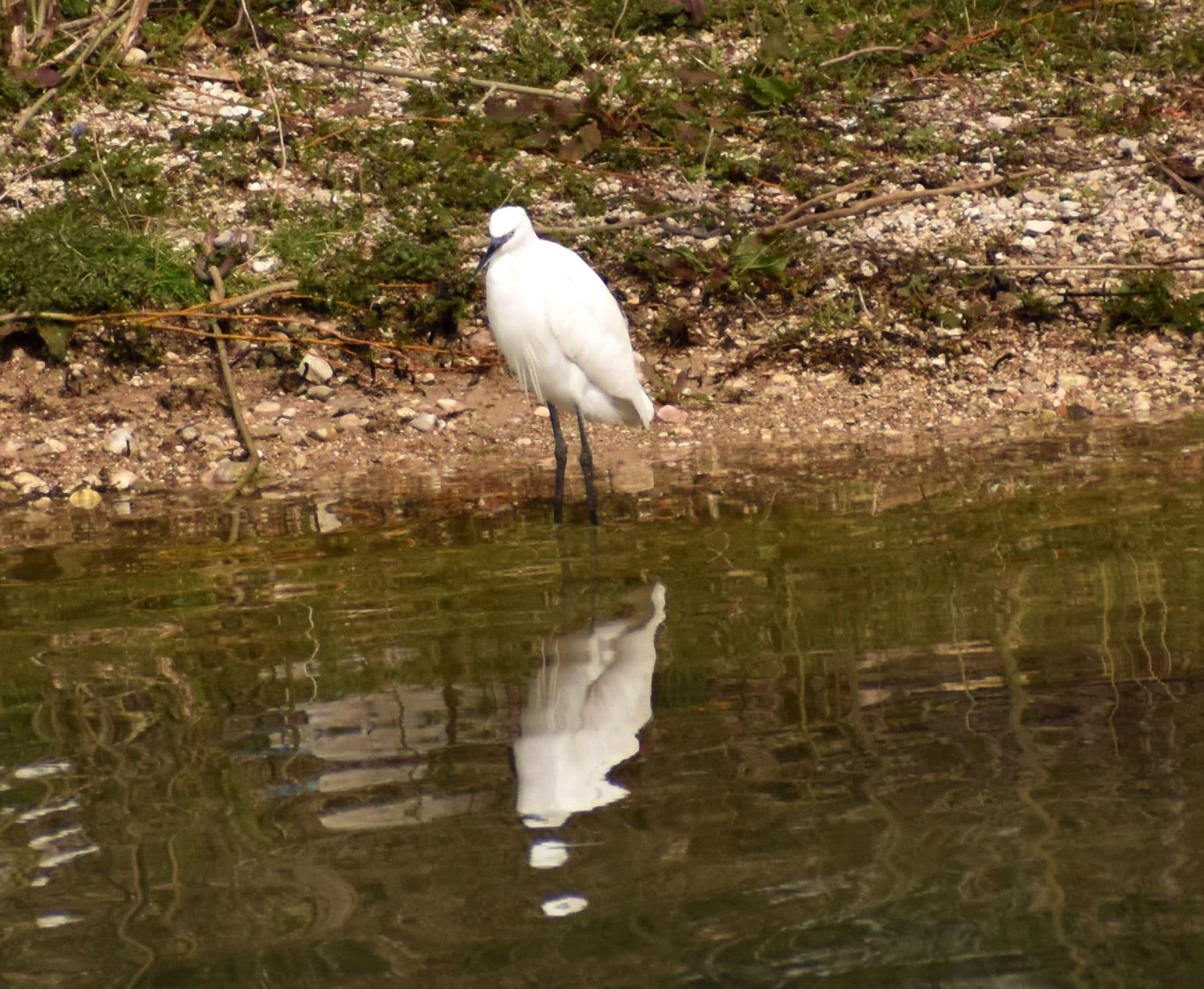 Little Egret