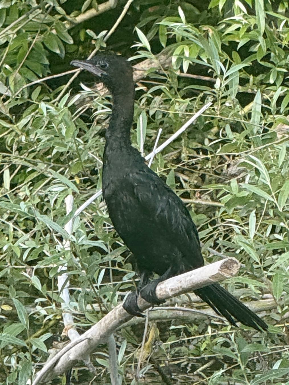 Pygmy Cormorant