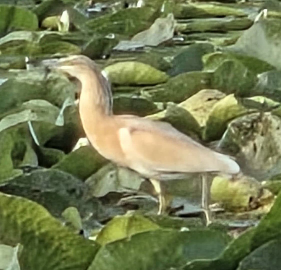 Squacco Heron on Lake Skadar