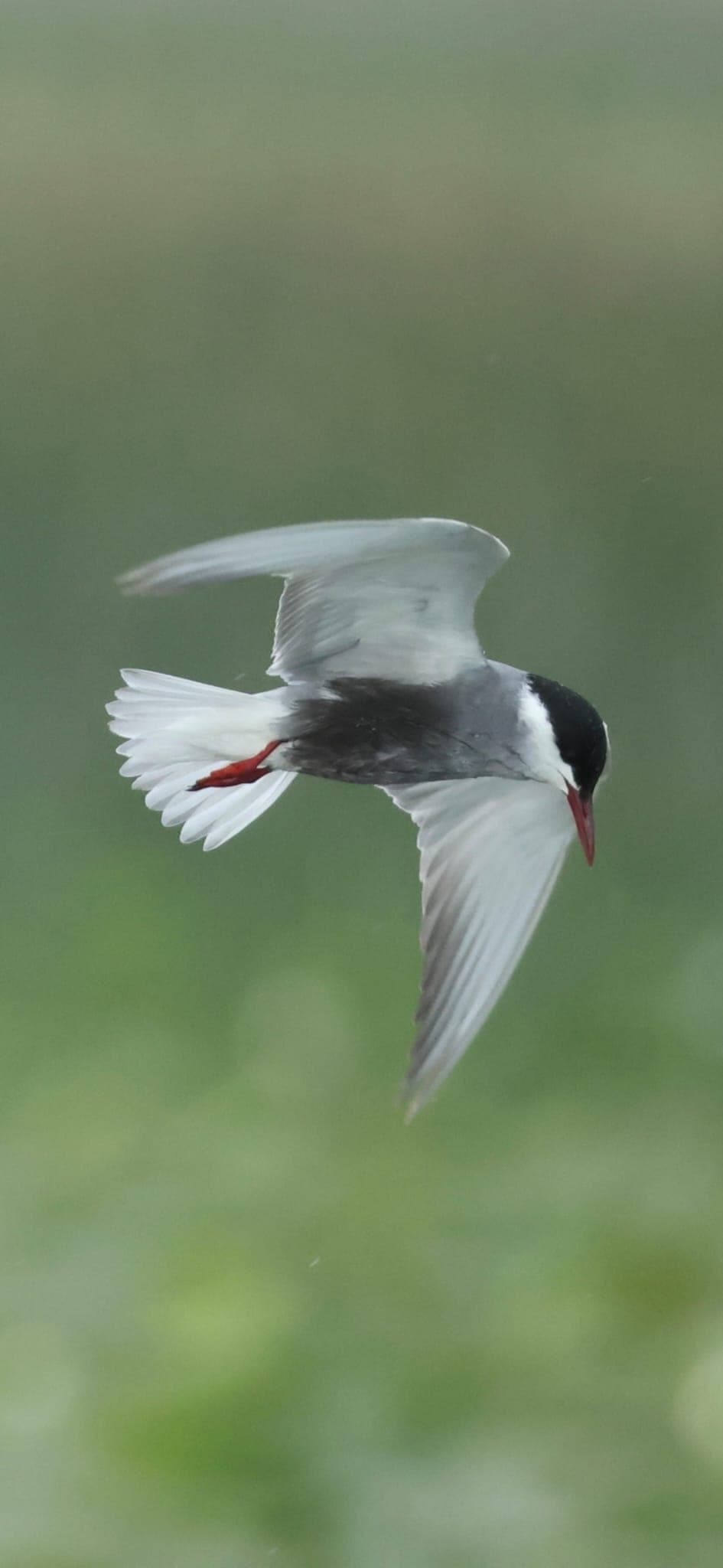 Whiskered Tern on Lake Skadar