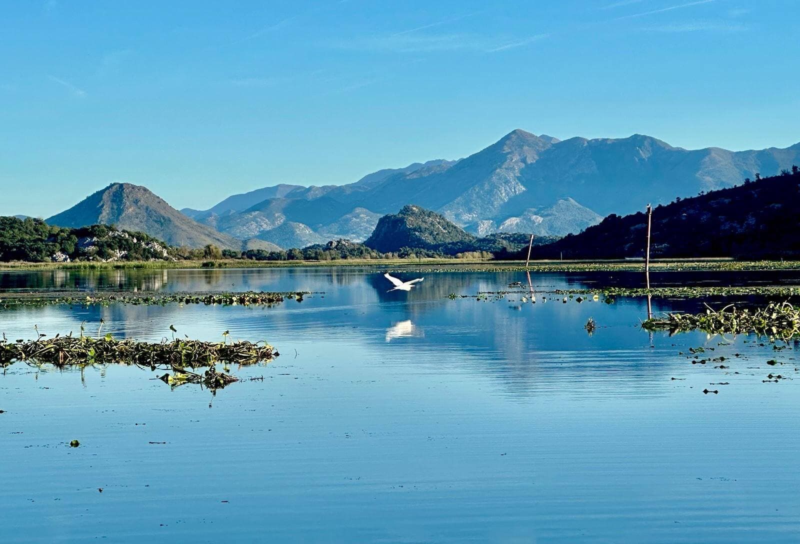 Dalmatian pelicans in flight over Lake Skadar, Montenegro