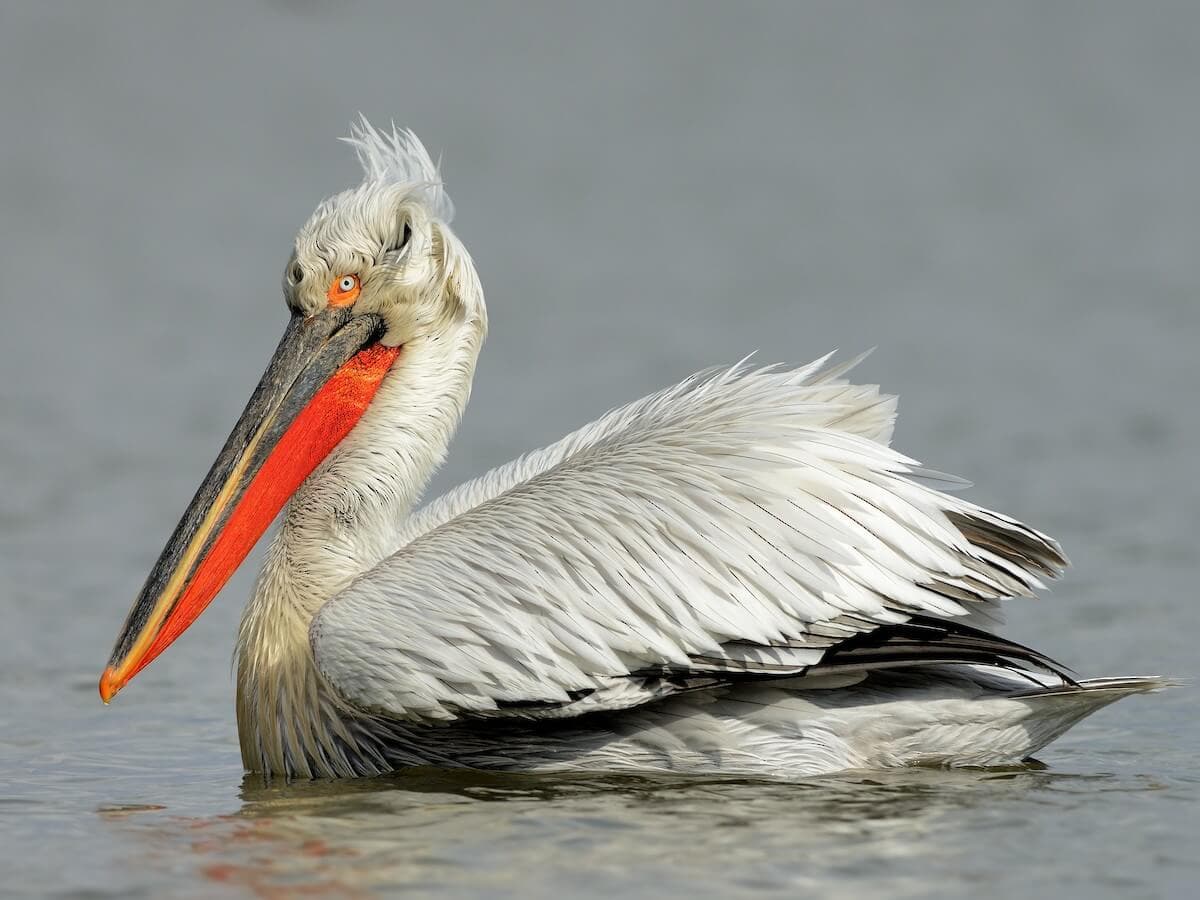 Dalmatian pelican, the flagship bird species of Lake Skadar, with its curly nape and orange breeding pouch
