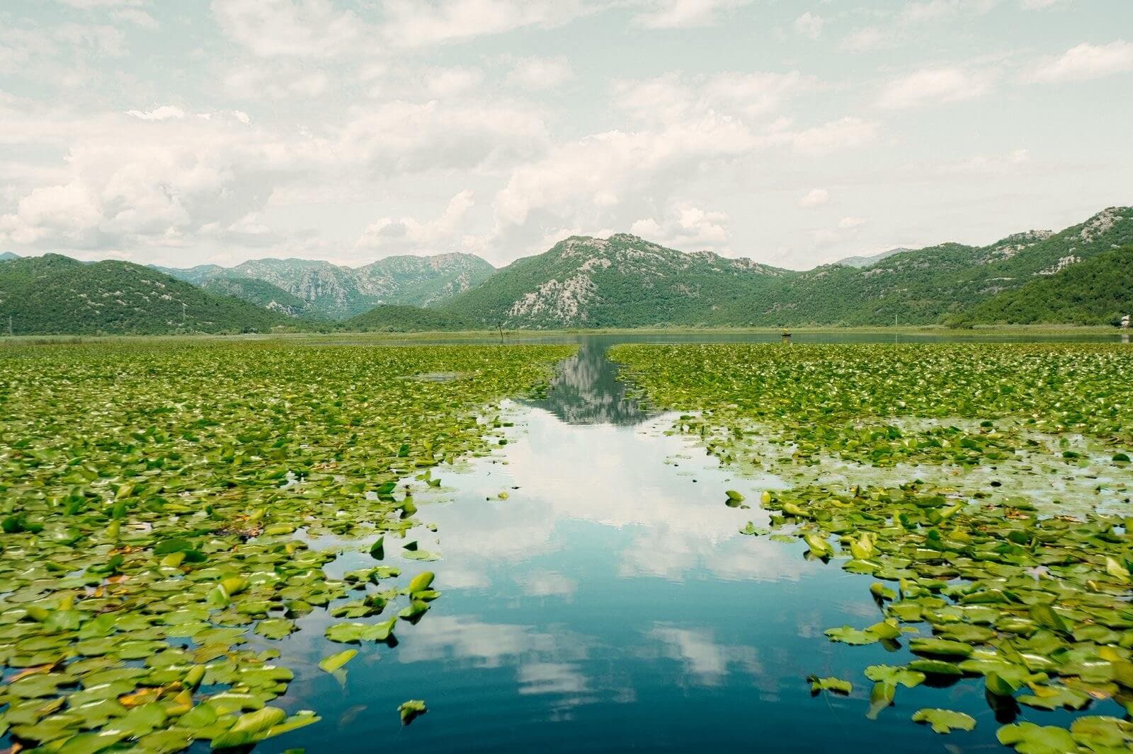 Skadar Lake wetlands