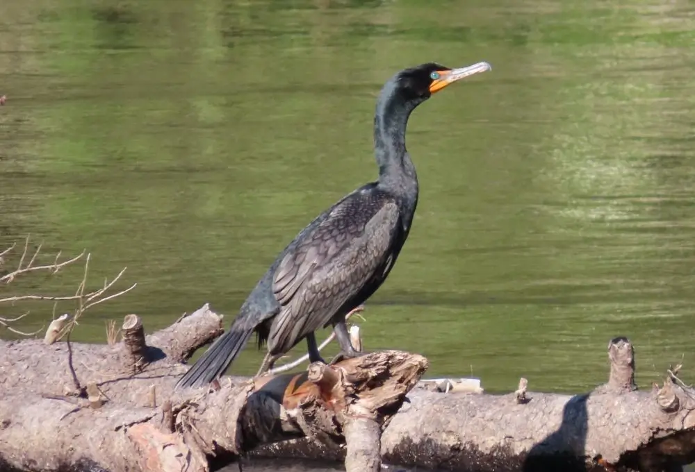 A cormorant perched on a fallen log over the green water of Lake Skadar