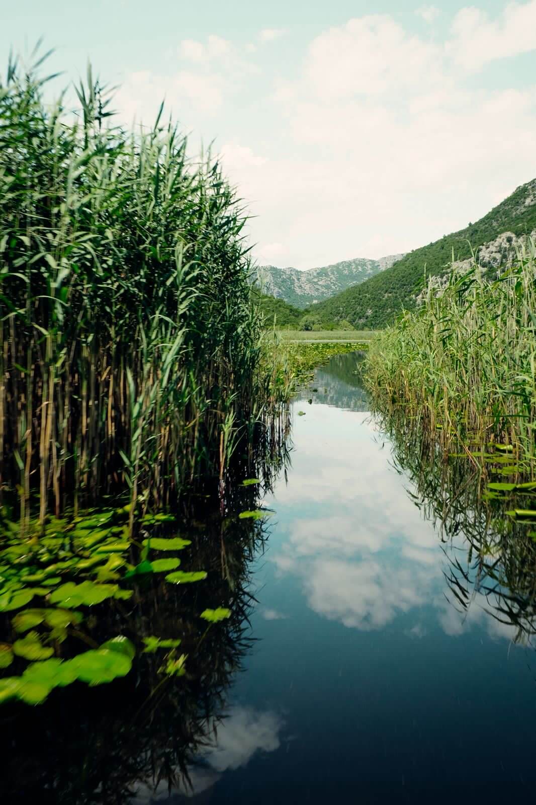 Reed channels in Skadar Lake National Park, Montenegro