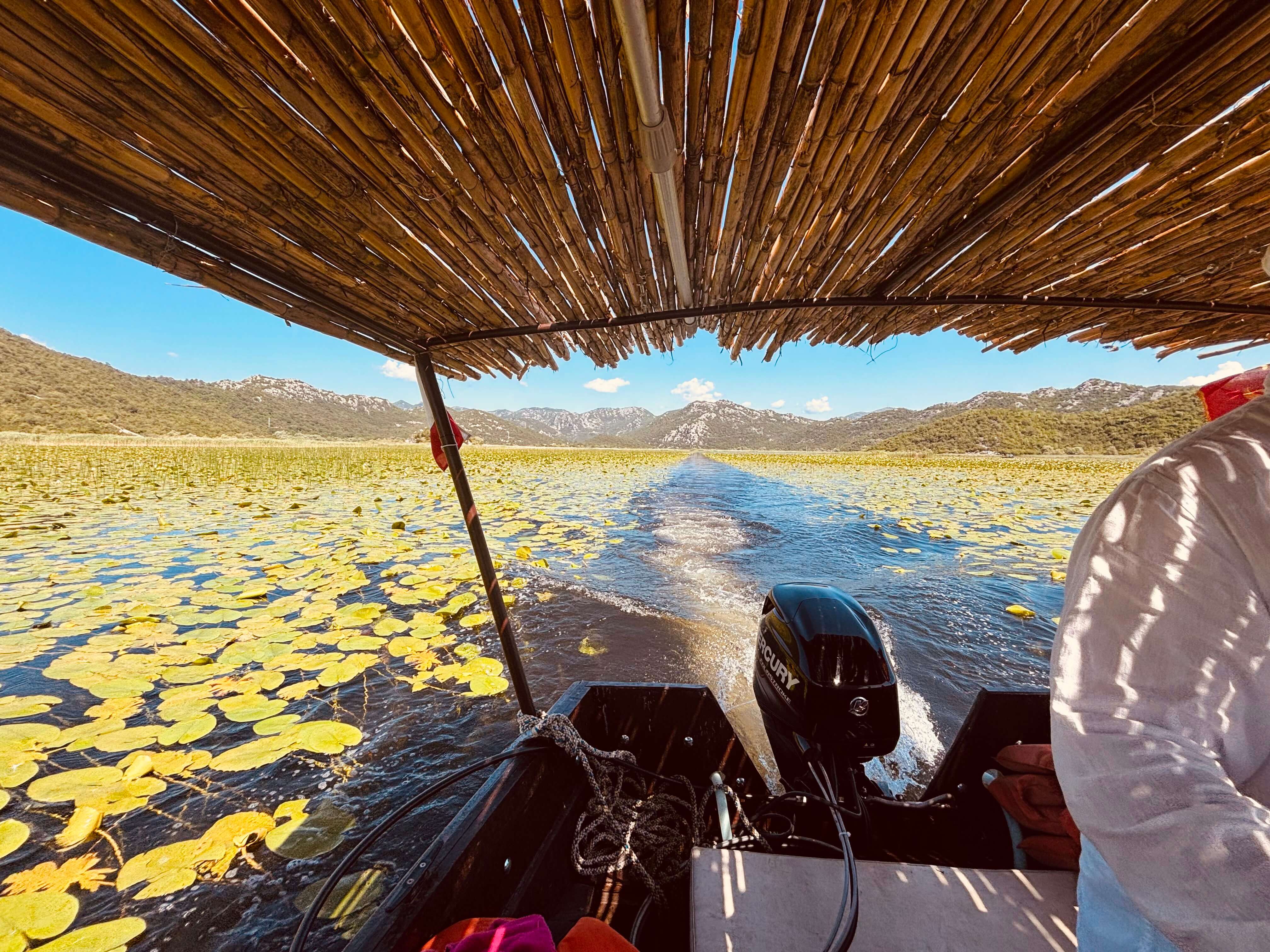 View from a private boat under its reed canopy crossing the water lilies of Lake Skadar