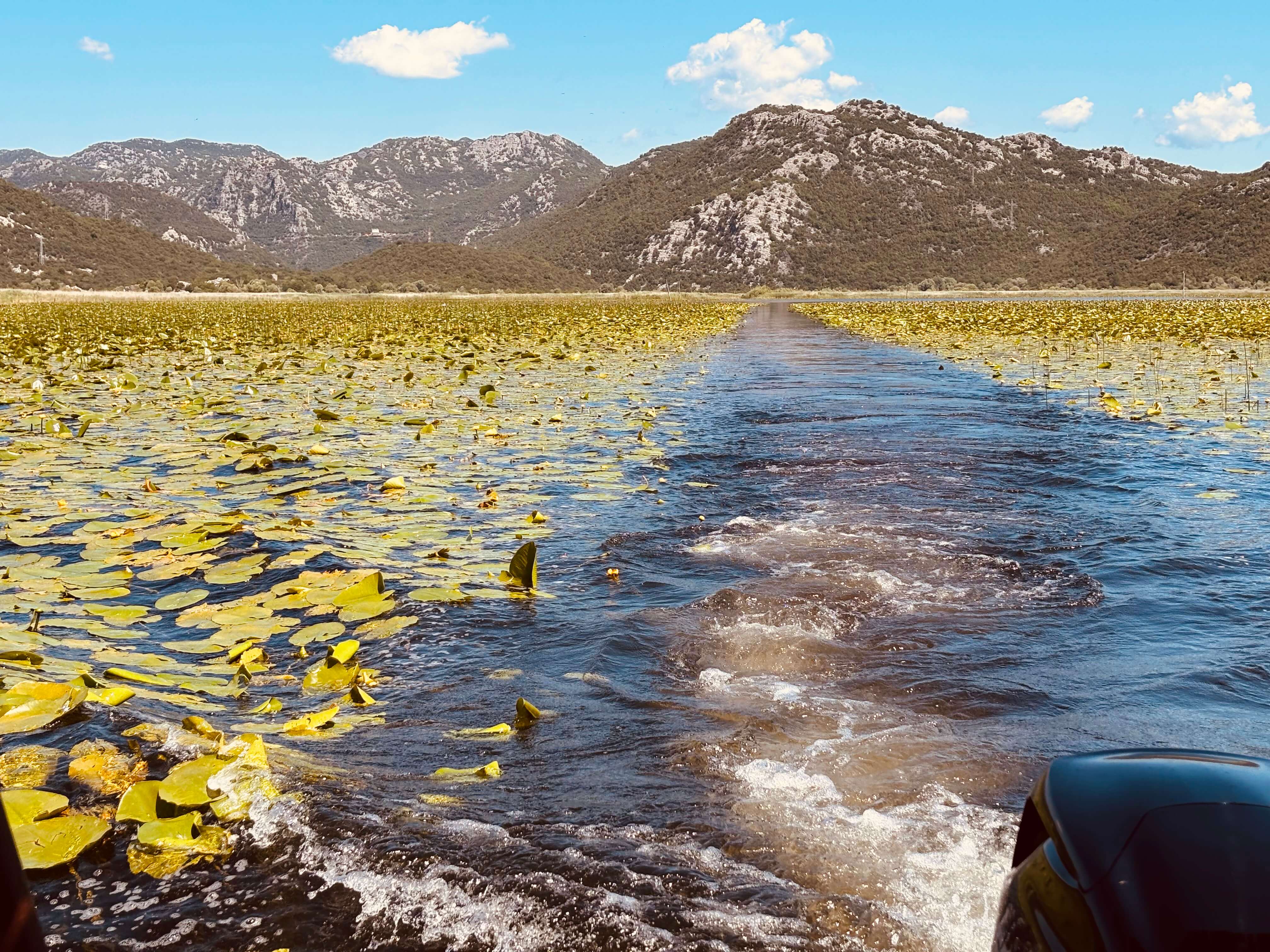 Boat heading out through the water-lily fields toward the mountains on a Skadar Lake canyon tour