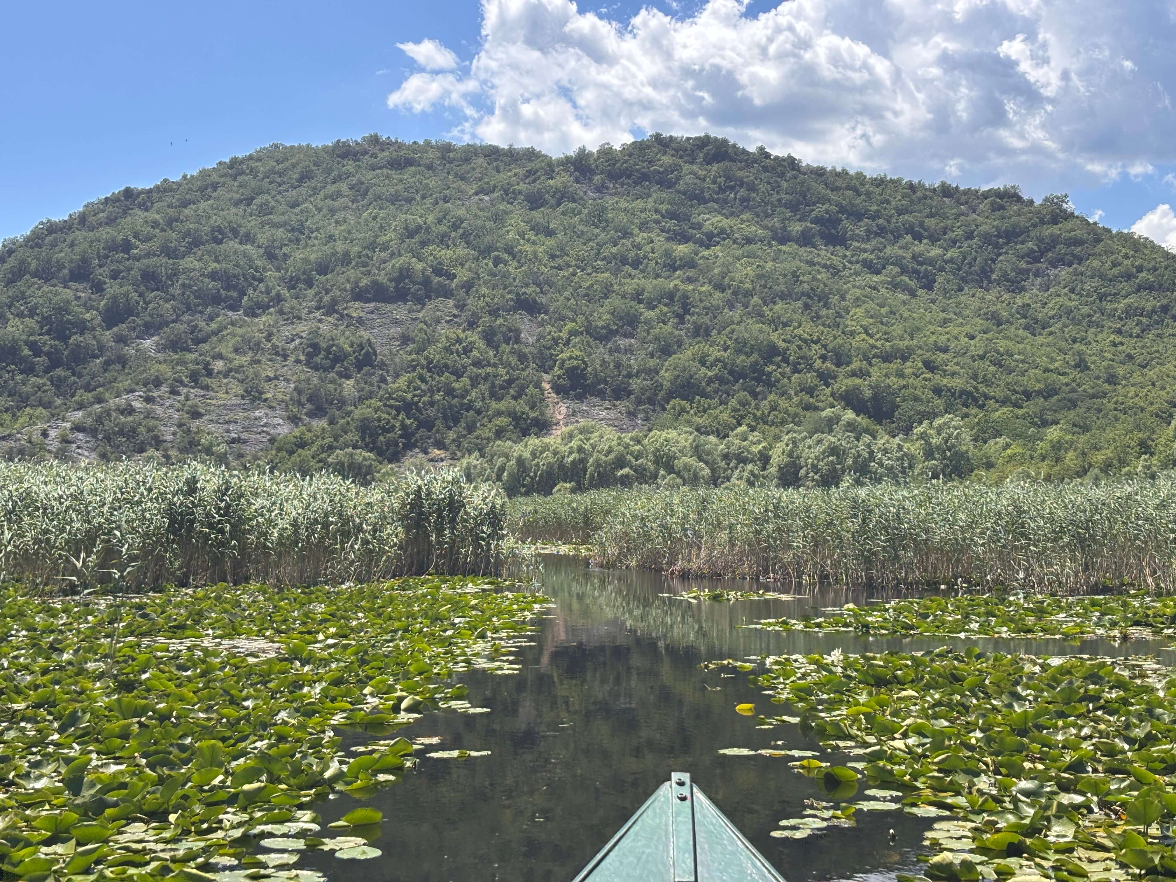Boat bow gliding through water lilies below a forested mountain on the Amazon three-rivers tour, Lake Skadar