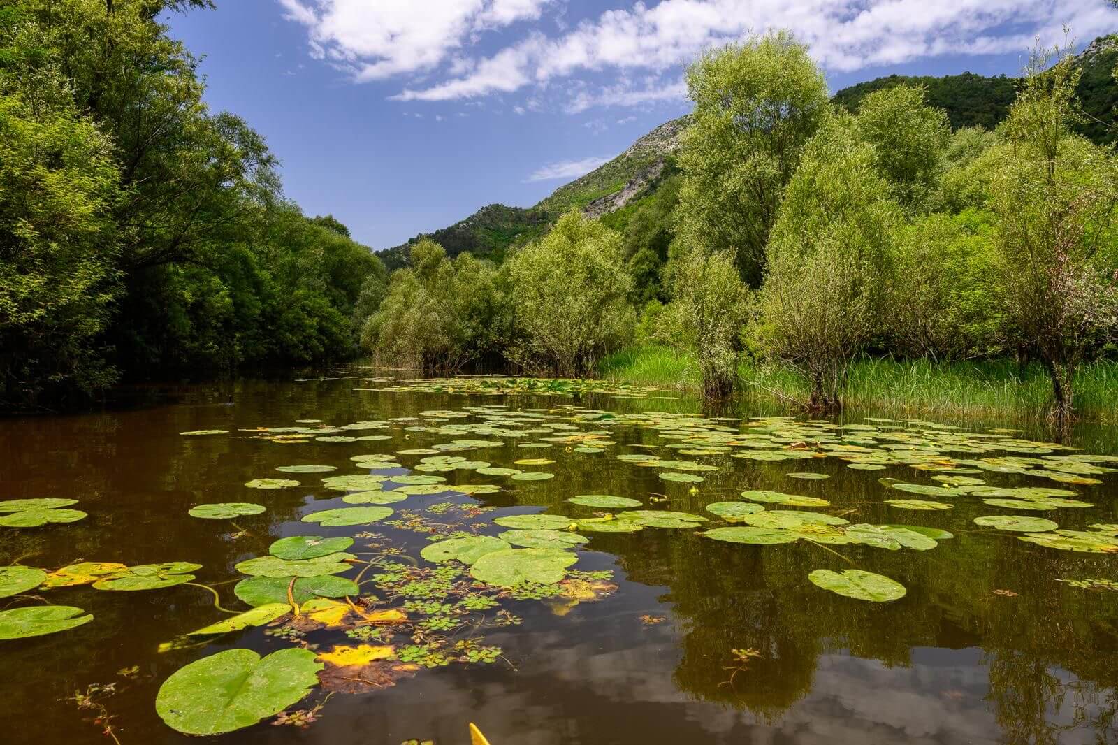 Wetland landscape of Lake Skadar, Montenegro